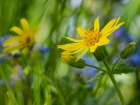 Usa-Washington State. Crystal Mountain-Broadleaf arnica in field Art Print